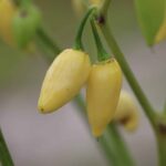 Odla Coyote Zan White