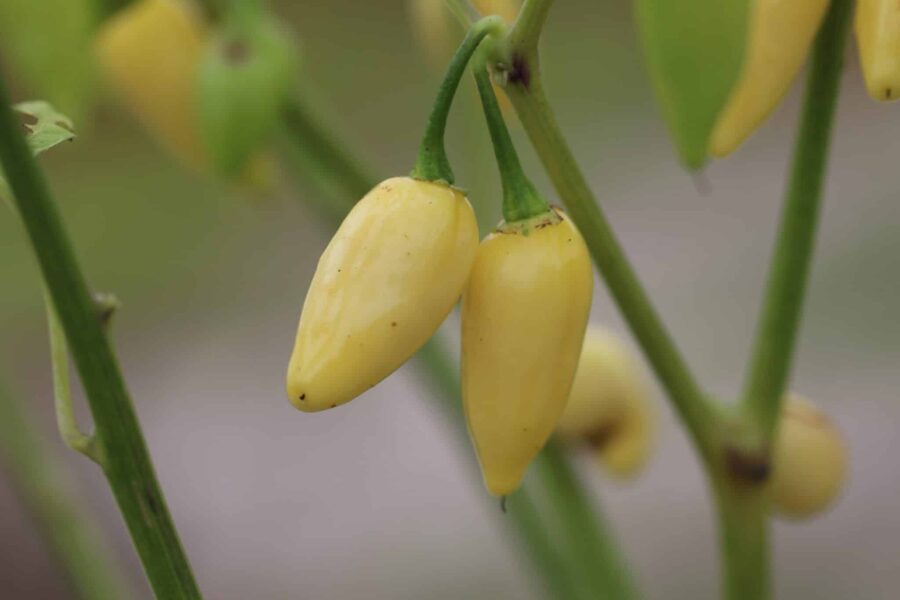 Coyote Zan White chili med eleganta snövita frukter från Brasilien | TummelstaChili