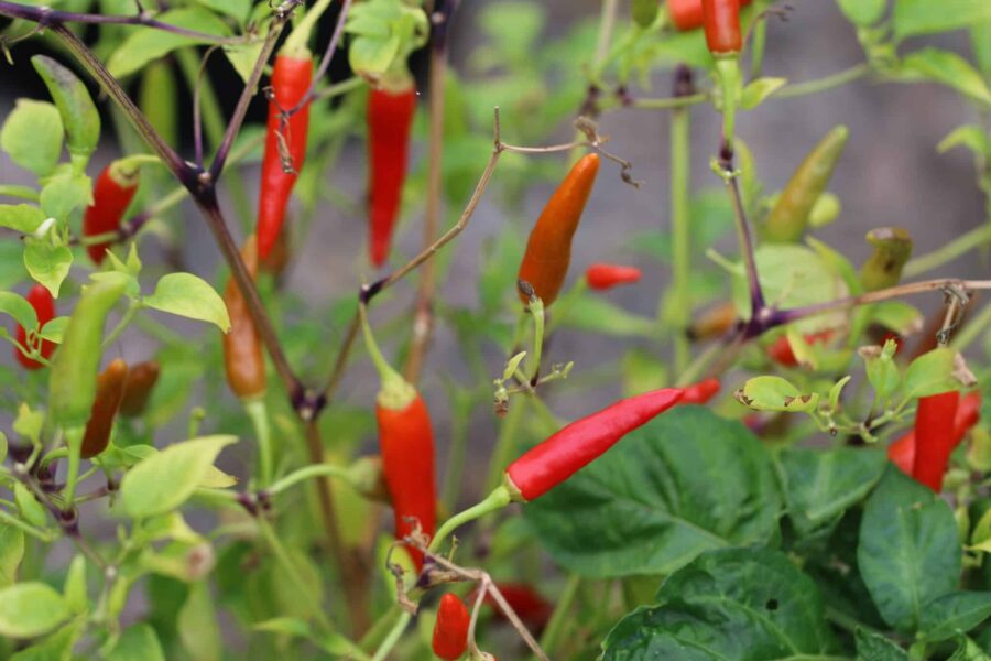 El Incendio chili med uppåtriktade röda frukter – het Florida-sort | TummelstaChili
