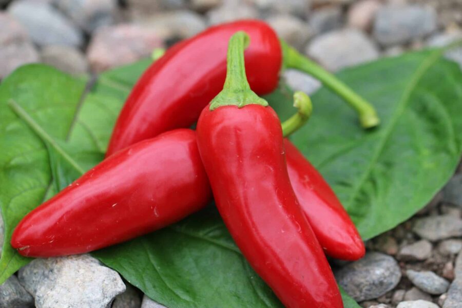 Jalaro chilifrön – världens första gula jalapeño med fruktig smak | TummelstaChili