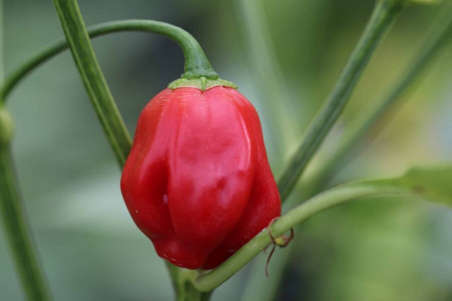 Champion chilifrukter – röda avlånga frukter från Anderna | TummelstaChili