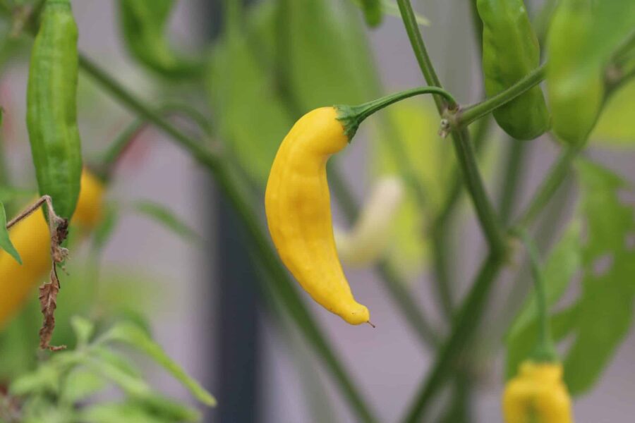 Hot Lemon chilifrukter – gula citron-formade frukter i klasar | TummelstaChili