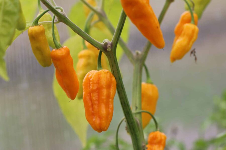 Jpg x Habanero chilipeppar i glödande orange – fruktig habanero-hybrid | TummelstaChili