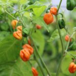 Odla Scotch Bonnet FPO