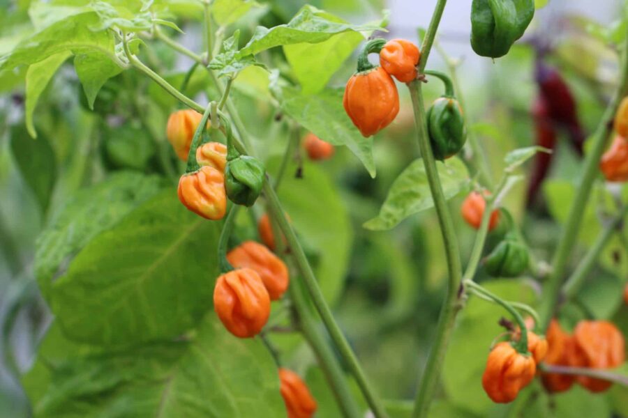 Scotch Bonnet FPO – orange mösformade chilifrukter från Jamaica | TummelstaChili