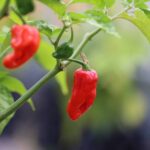 Odla Fatalii Gourmet Jigsaw