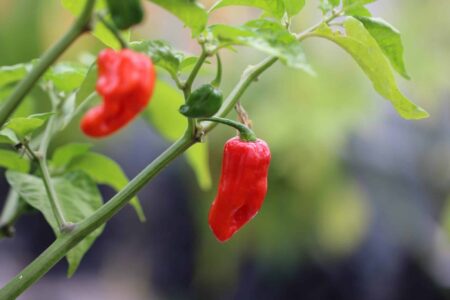 Fatalii Gourmet Jigsaw