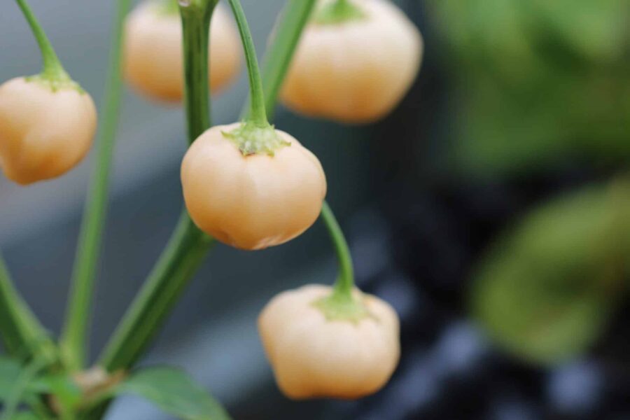 Peachadew chilifrön – runda persikofärgade frukter med mild fruktig smak | TummelstaChili