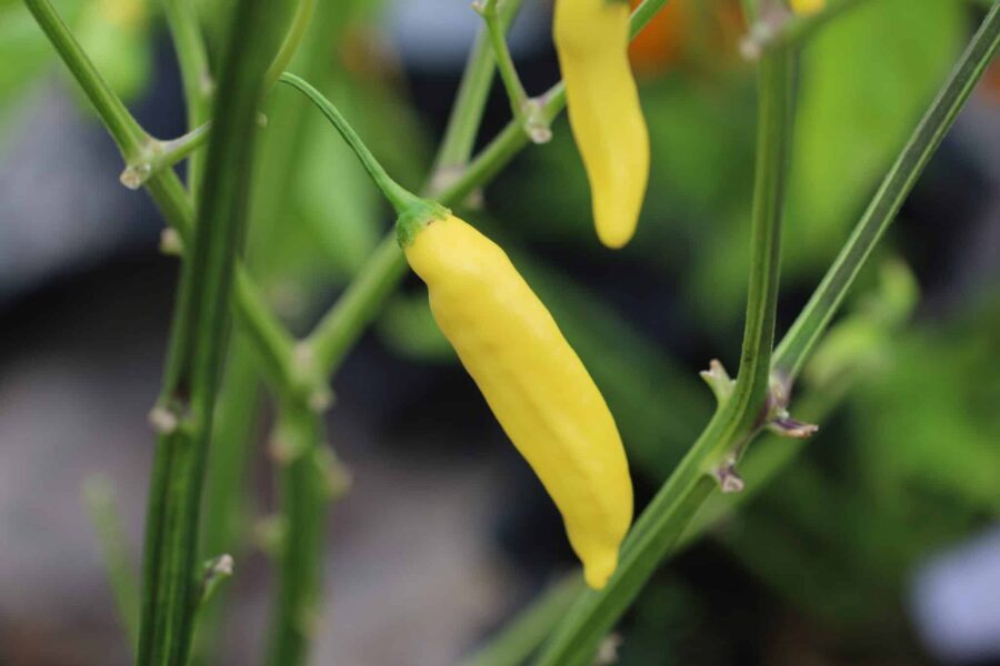 Aji Pineapple chilifrön – gula tropiska frukter med ananassmak | TummelstaChili