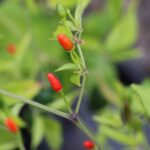 Odla Florida Wild Bird