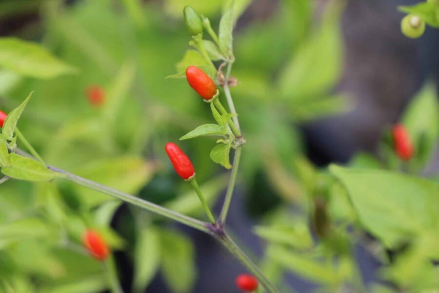 Florida Wild Bird – vild fågelchili med små röda uppåtriktade frukter | TummelstaChili