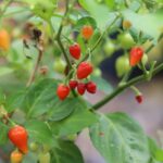 Odla Biquinho Vermelho