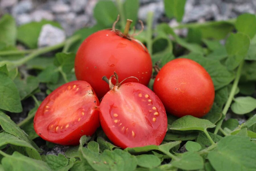 Promyk tomatfrön – röda rundovala frilandstomater från Polen | TummelstaChili