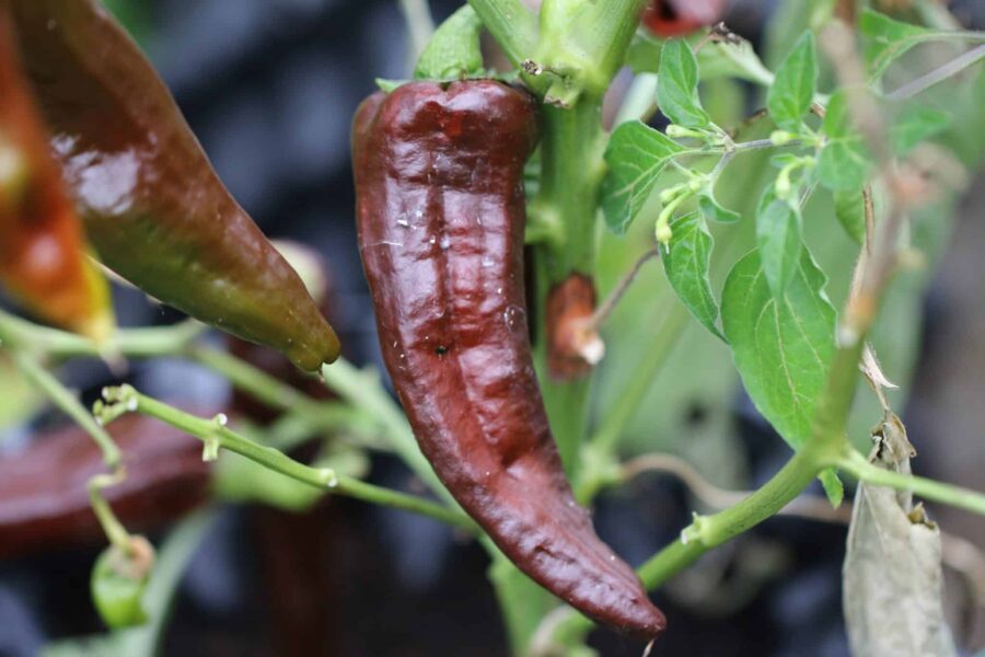 Vallero chilifrön – långa bruna mexikanska chilis för torkning | TummelstaChili