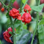 Odla Carolina Reaper x Trinidad Scorpion