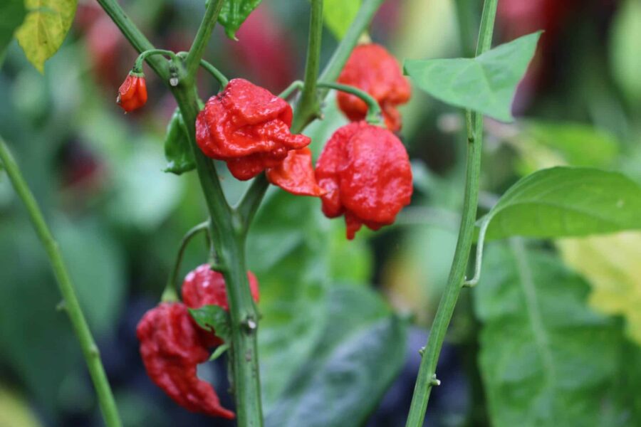 Carolina Reaper x Trinidad Scorpion frön – röd superhet hybrid med skorpionsvans | TummelstaChili