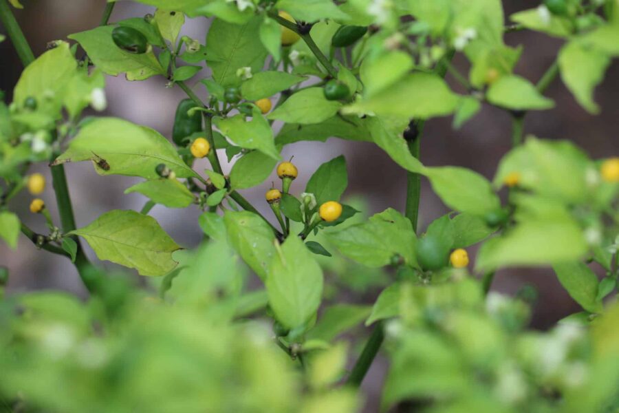 Vulcain chilifrön – små gula superheta frukter på hög planta | TummelstaChili