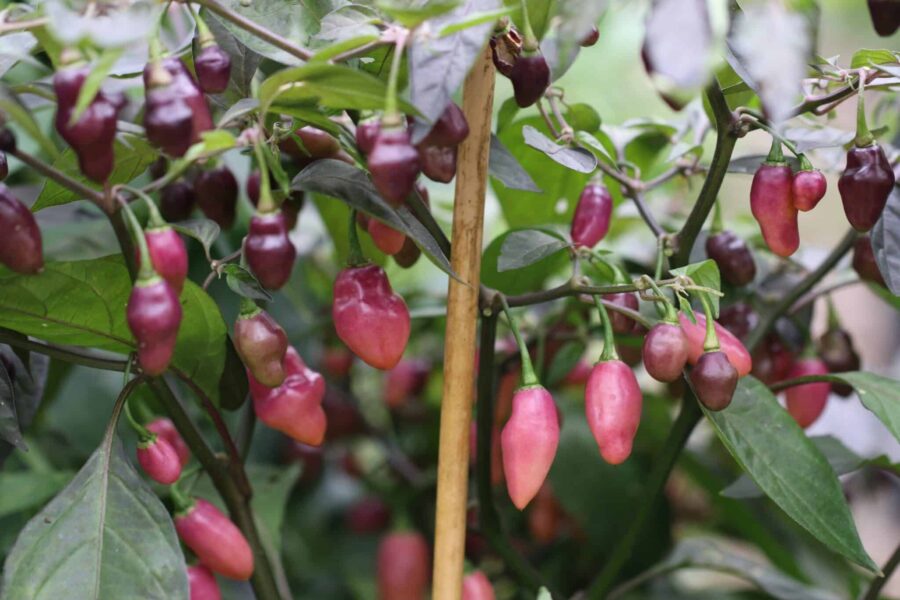 Fidalgo Roxa chili med lila och rosa lanternformade frukter – brasiliansk arvsort | TummelstaChili