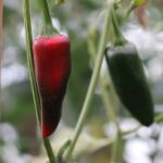 Odla Jalapeno Mammoth