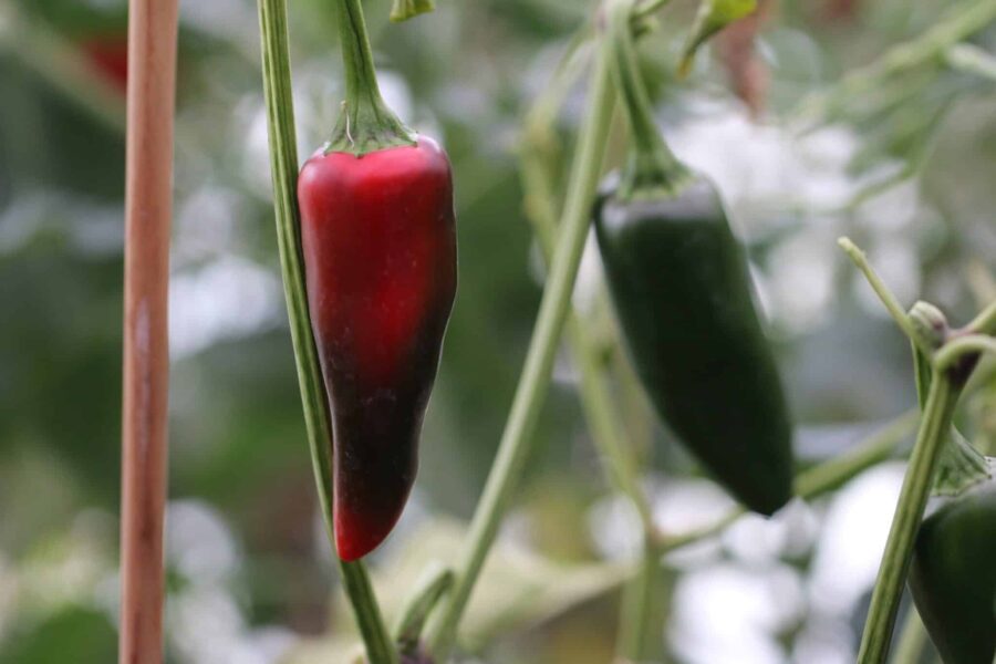 Jalapeno Mammoth – jättelik jalapeño med köttiga gröna frukter | Svenskodlade frön TummelstaChili