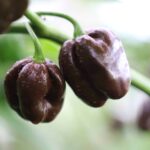 Odla Scotch Bonnet Chocolate
