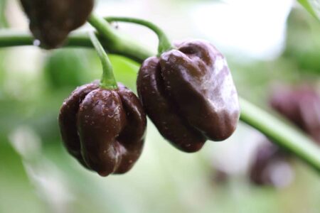 Scotch Bonnet Chocolate