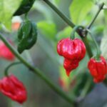 Odla Trinidad Scorpion Butch Taylor Red