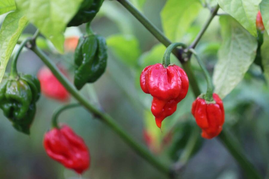 Trinidad Scorpion Butch Taylor Red – superhet skorpionchili med karakteristisk stjärt | TummelstaChili