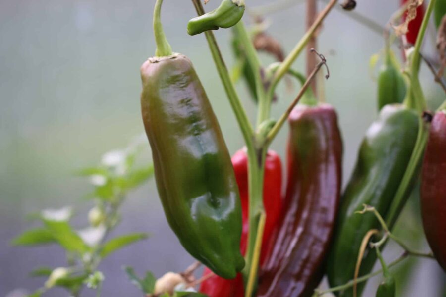Palermo Röd paprika – italiensk hornspepper med långa röda frukter från Sicilien | TummelstaChili