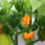 Odla MOA Scotch Bonnet Orange