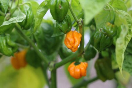 MOA Scotch Bonnet Orange
