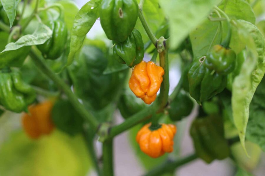 MOA Scotch Bonnet Orange chilifrön – äkta jamaicansk chili med mösformade orange frukter | TummelstaChili