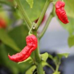 Odla Jay's Ghost Scorpion Red