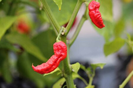 Jay's Ghost Scorpion Red