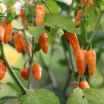 Odla Bhut Orange Copenhagen