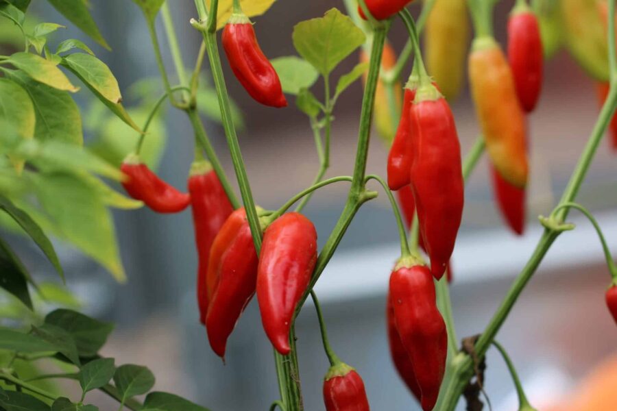 Aji Cristal chilifrön – chilensk klassiker med långa röda frukter | Köp hos TummelstaChili