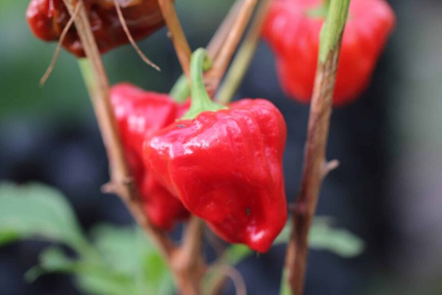 Mushroom Red chilifrön – svampformad prydnadschili med röda frukter för kruka | Svenskodlade frön