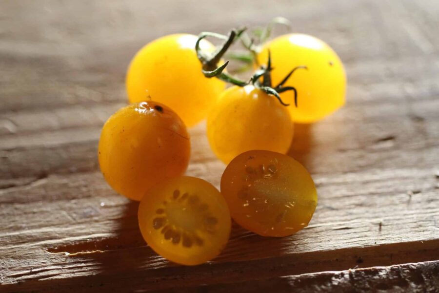 Mirabell körsbärstomat med guldgula frukter i klase – fransk heirloom | TummelstaChili
