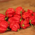 Odla Carolina Reaper x Trinidad scorpion chocolate