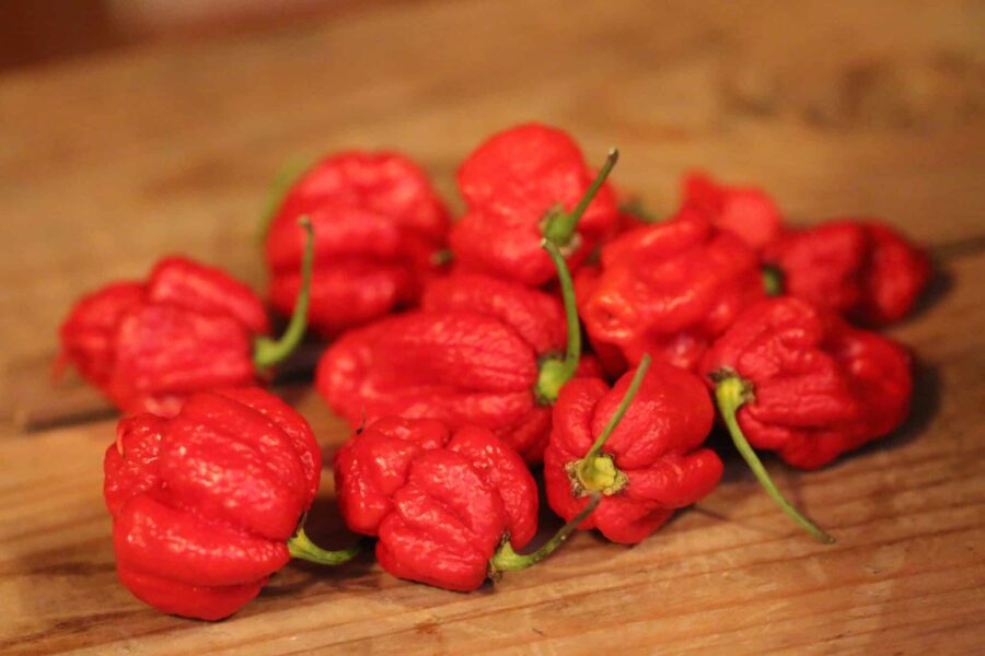 Carolina Reaper x Trinidad scorpion chocolate – superhet hybrid med rosettformade röda frukter | TummelstaChili