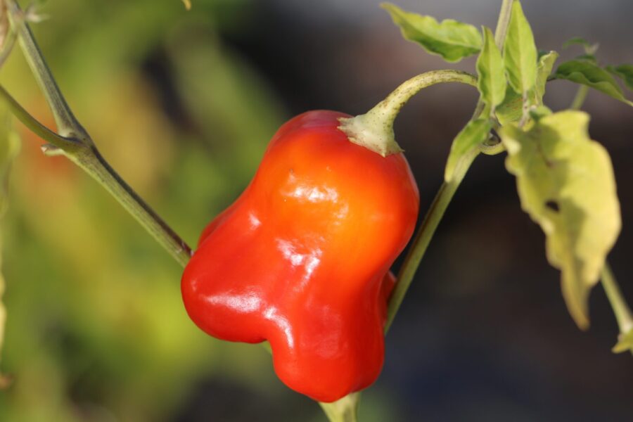 King of Bishops chili med karakteristisk krönad biskopsmössform i rött | Svenskodlade frön