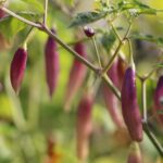 Odla Aji Challuaruro Amarillo