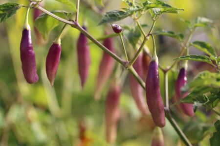 Aji Challuaruro Amarillo