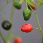 Odla Brazilian Olive Red