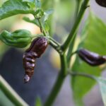 Odla Naga Morich Chocolate