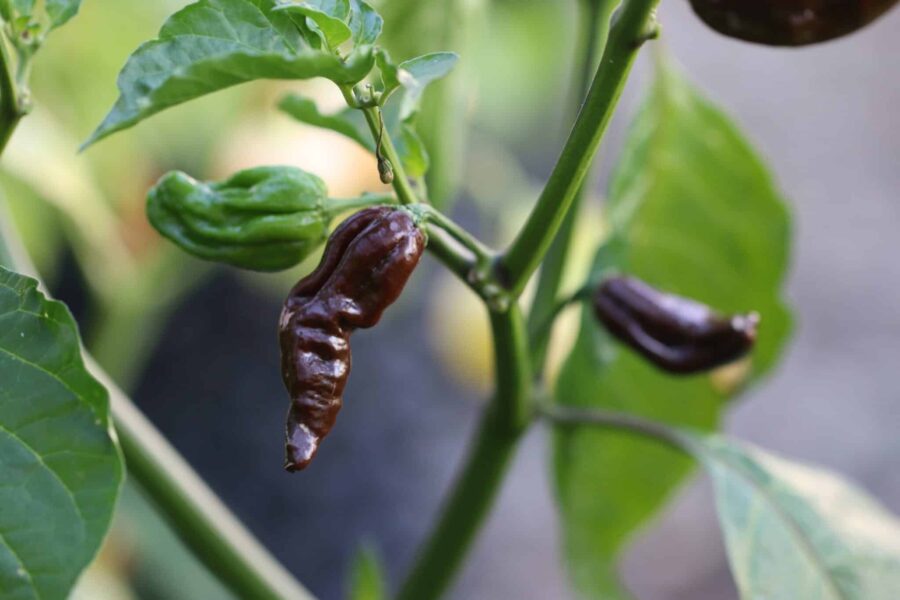 Naga Morich Chocolate – chokladbrun ultra-het chili från Bangladesh | TummelstaChili