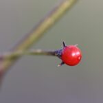 Odla Capsicum Eximium