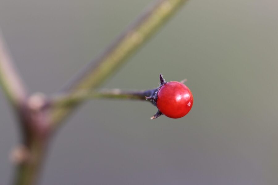 Capsicum eximium – vild boliviansk chiliart med små röda frukter | TummelstaChili