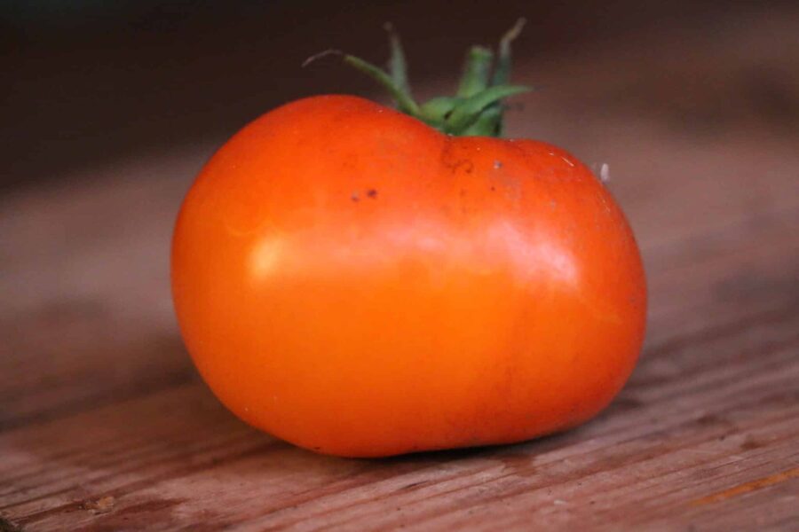 Pineapple tomat med vackra orange-gula ränder - klassisk heirloom-bifftomat | TummelstaChili