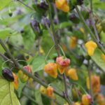 Odla Puerto Rican Yellow